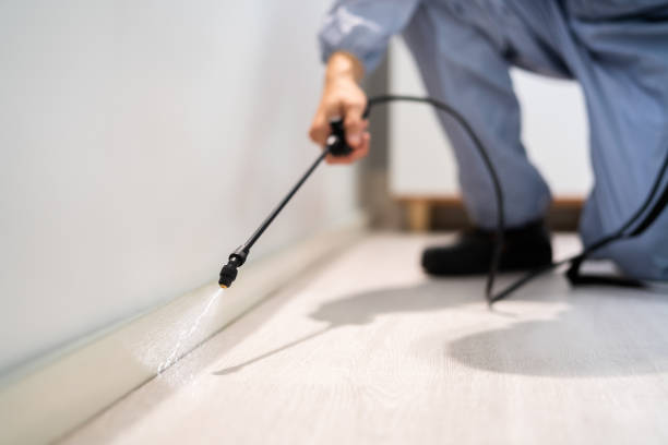 Licensed Wasp Removal service in Johnston, SC - Show Me Pest Control